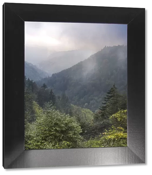 USA, West Virginia, Davis. Forested mountain landscape in fog