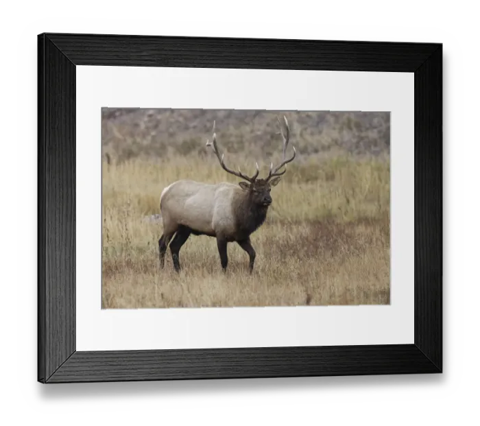 Framed Print : Bull elk or wapiti in meadow, Yellowstone National Park, Wyoming Framed Print : Bull elk or wapiti in meadow, Yellowstone National Park, Wyoming