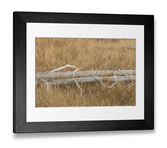 Framed Print : Fallen calcified trees near Grand Prismatic spring, Yellowstone National Park, Wyoming Framed Print : Fallen calcified trees near Grand Prismatic spring, Yellowstone National Park, Wyoming