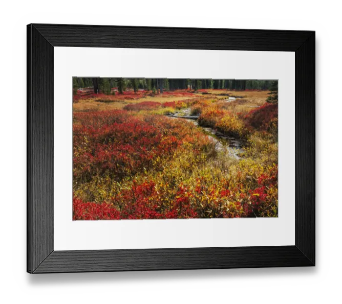 Framed Print : Blueberry leaves in autumn red coloration, Yellowstone National Park, Wyoming