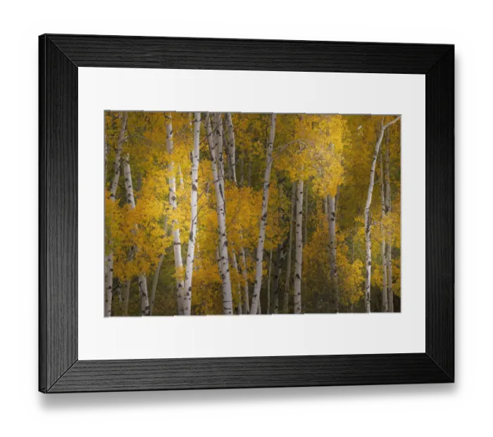 Framed Print : Pattern of white tree trunks among golden aspen leaves, Grand Teton National Park, Wyoming