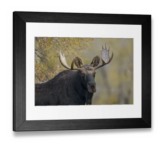 Framed Print : Bull moose, Grand Teton National Park, Wyoming Framed Print : Bull moose, Grand Teton National Park, Wyoming