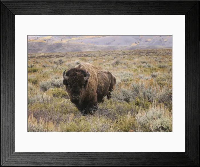 Framed Print : American Bison in sagebrush meadow. Grand Teton National Park Framed Print : American Bison in sagebrush meadow. Grand Teton National Park