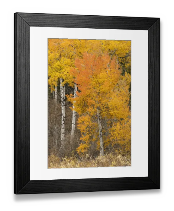Framed Print : Autumn view of willows and aspen trees along shoreline of Two Ocean Lake, Grand Teton National Park, Wyoming Framed Print : Autumn view of willows and aspen trees along shoreline of Two Ocean Lake, Grand Teton National Park, Wyoming