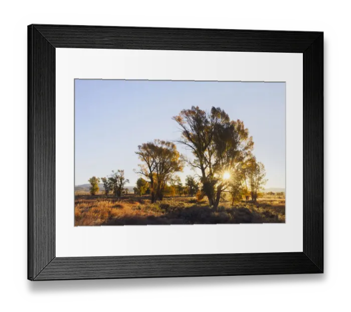 Framed Print : Sunrise through cottonwood trees, Grand Teton National Park, Wyoming