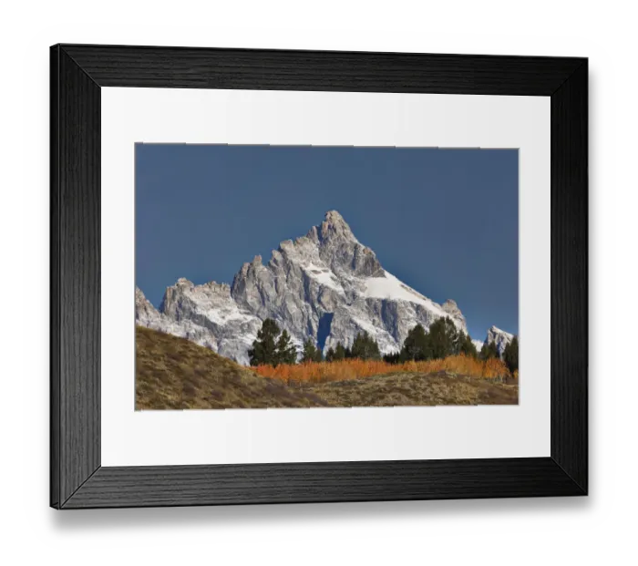 Framed Print : Aspen grove in front of Teton Range, Grand Teton National Park, Wyoming Framed Print : Aspen grove in front of Teton Range, Grand Teton National Park, Wyoming