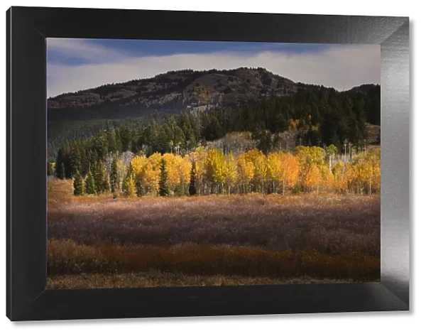 Autumn view of willows and aspen groves, Grand Teton National Park, Wyoming