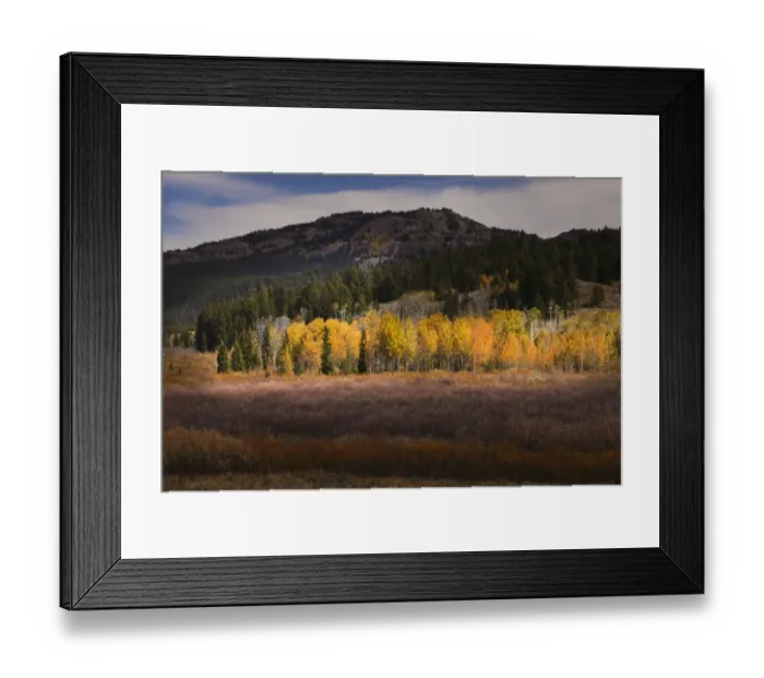Framed Print : Autumn view of willows and aspen groves, Grand Teton National Park, Wyoming Framed Print : Autumn view of willows and aspen groves, Grand Teton National Park, Wyoming