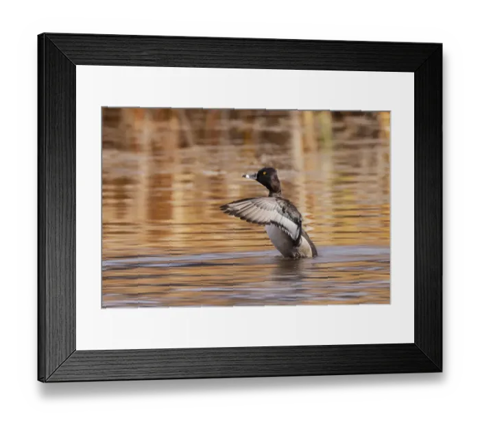 Framed Print : Ring-necked Duck, Grand Teton National Park, Wyoming Framed Print : Ring-necked Duck, Grand Teton National Park, Wyoming