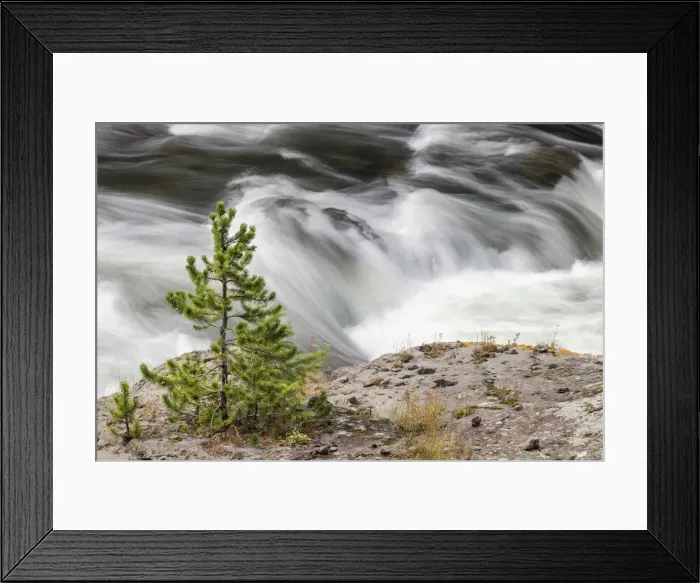 Framed Print : Small evergreen tree along Firehole River, Yellowstone National Park, Wyoming Framed Print : Small evergreen tree along Firehole River, Yellowstone National Park, Wyoming