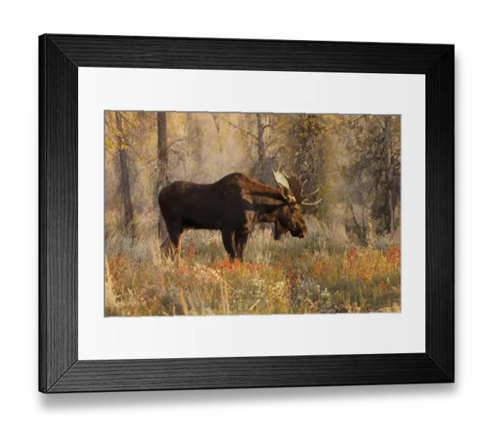 Framed Print : Bull moose in autumn, Grand Teton National Park, Wyoming Framed Print : Bull moose in autumn, Grand Teton National Park, Wyoming
