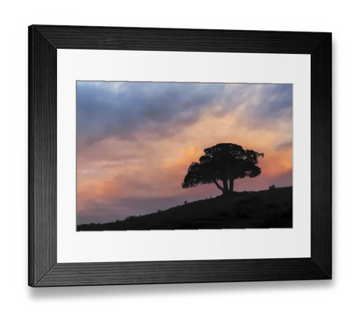 Framed Print : Single tree silhouetted at sunrise, Yellowstone National Park, Wyoming Framed Print : Single tree silhouetted at sunrise, Yellowstone National Park, Wyoming