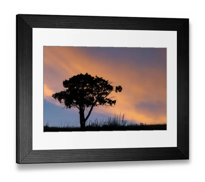 Framed Print : Single tree silhouetted at sunrise, Yellowstone National Park, Wyoming