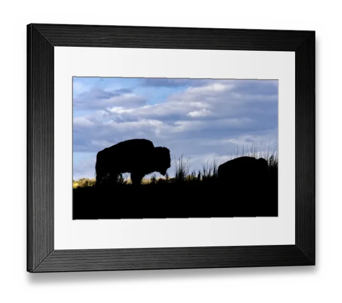 Framed Print : American Bison silhouette. Yellowstone National Park, Wyoming Framed Print : American Bison silhouette. Yellowstone National Park, Wyoming