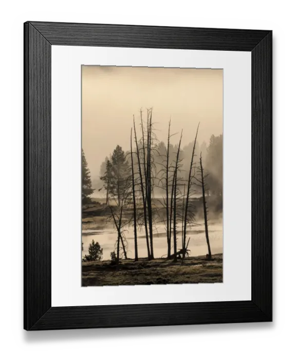 Framed Print : Dead trees near geothermal feature, Yellowstone National Park, Wyoming Framed Print : Dead trees near geothermal feature, Yellowstone National Park, Wyoming