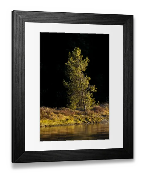 Framed Print : Tree on shoreline of Snake River at sunset, Grand Teton National Park, Wyoming Framed Print : Tree on shoreline of Snake River at sunset, Grand Teton National Park, Wyoming