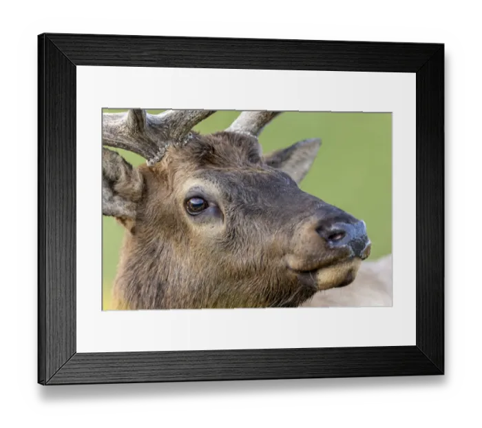 Framed Print : Bull elk or wapiti, Yellowstone National Park, Wyoming Framed Print : Bull elk or wapiti, Yellowstone National Park, Wyoming