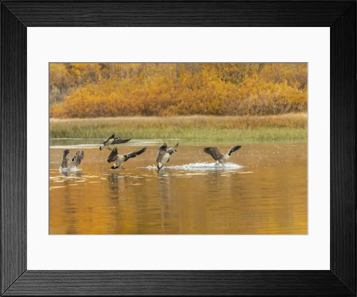 Framed Print : Canada geese landing and reflection on water, Grand Teton National Park, Wyoming Framed Print : Canada geese landing and reflection on water, Grand Teton National Park, Wyoming