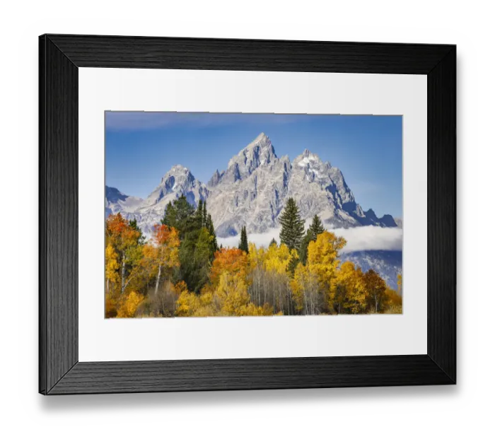 Framed Print : Golden aspen trees and Cathedral Group, Grand Teton National Park, Wyoming Framed Print : Golden aspen trees and Cathedral Group, Grand Teton National Park, Wyoming