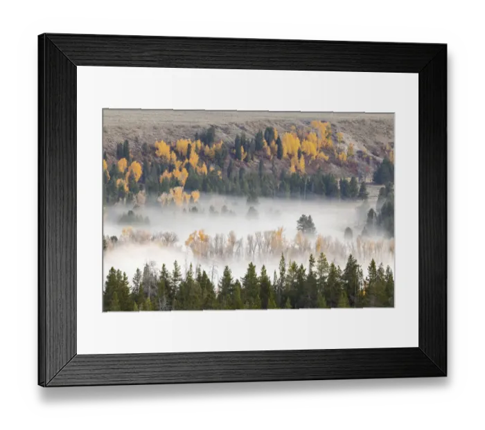 Framed Print : Elevated view of aspen and cottonwood trees in morning mist along Snake River, Grand Teton National Park, Wyoming Framed Print : Elevated view of aspen and cottonwood trees in morning mist along Snake River, Grand Teton National Park, Wyoming