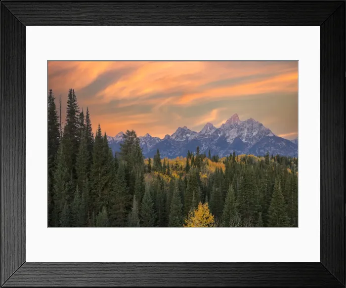 Framed Print : Golden aspen trees and Teton Range in early morning, Grand Teton National Park, Wyoming