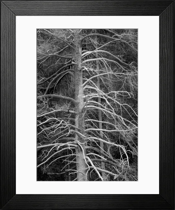 Framed Print : Silicified (calcified) tree, Upper Geyser Basin, Yellowstone National Park, Wyoming Framed Print : Silicified (calcified) tree, Upper Geyser Basin, Yellowstone National Park, Wyoming