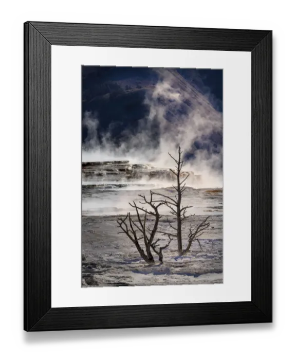 Framed Print : Dead calcified trees and colorful yellow and brown of the cyanobacteria living in Canary Springs, Yellowstone National Park, Wyoming Framed Print : Dead calcified trees and colorful yellow and brown of the cyanobacteria living in Canary Springs, Yellowstone National Park, Wyoming