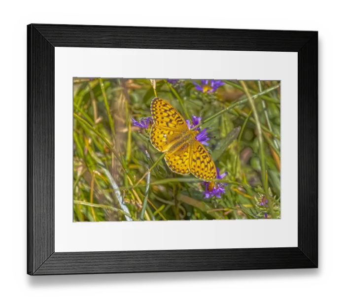 Framed Print : USA, Wyoming, Laramie. Zerene fritillary close-up