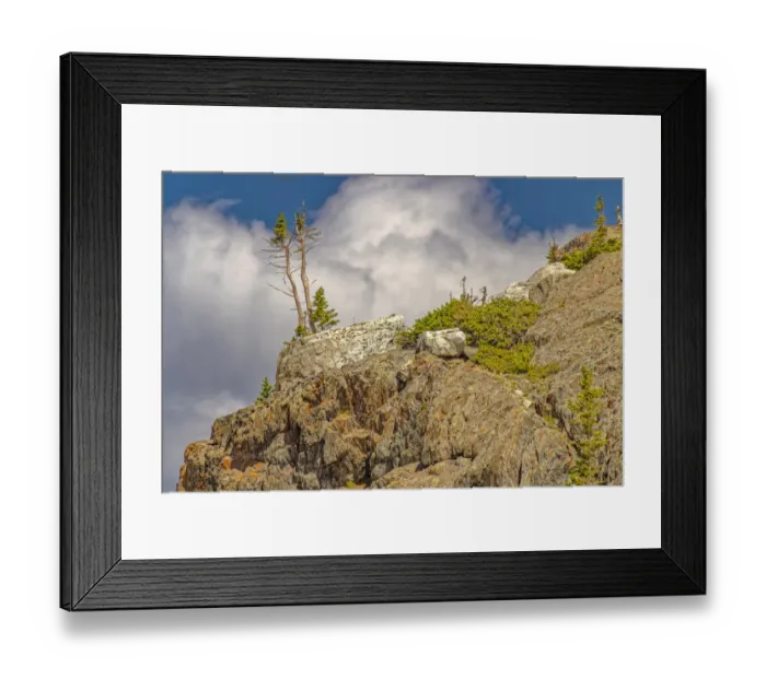 Framed Print : USA, Wyoming, Snowy Range. Struggling pine trees growing from rock