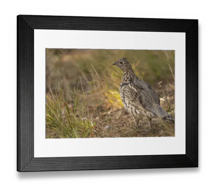 Framed Print : USA, Wyoming, Grand Teton National Park. Dusky grouse bird close-up Framed Print : USA, Wyoming, Grand Teton National Park. Dusky grouse bird close-up