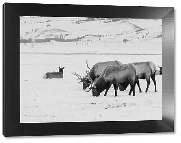 USA, Wyoming, Tetons National Park, National Elk Refuge. Large elk herd in winter