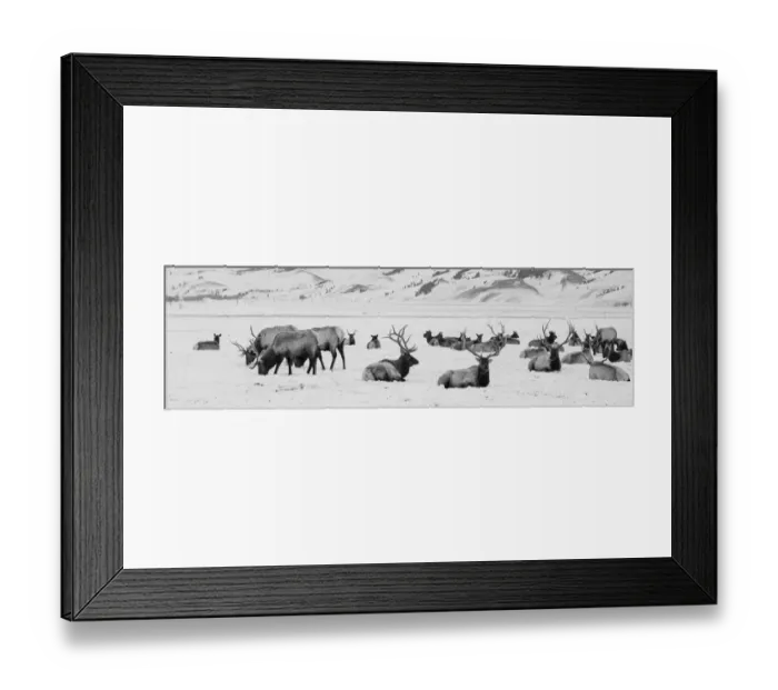 Framed Print : USA, Wyoming, Tetons National Park, National Elk Refuge. Large elk herd in winter Framed Print : USA, Wyoming, Tetons National Park, National Elk Refuge. Large elk herd in winter