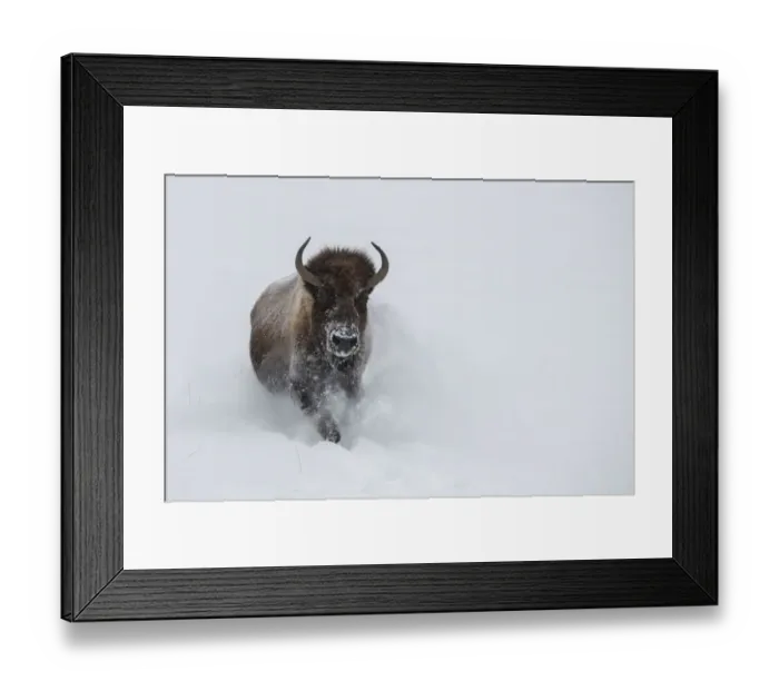 Framed Print : USA, Wyoming, Yellowstone National Park. Lone bull bison running in deep snow Framed Print : USA, Wyoming, Yellowstone National Park. Lone bull bison running in deep snow