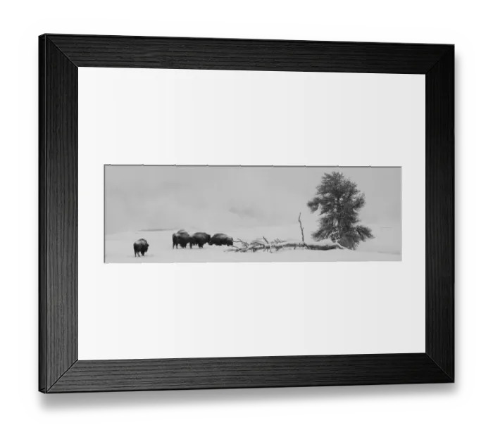 Framed Print : USA, Wyoming, Yellowstone National Park. Bison herd in snow Framed Print : USA, Wyoming, Yellowstone National Park. Bison herd in snow