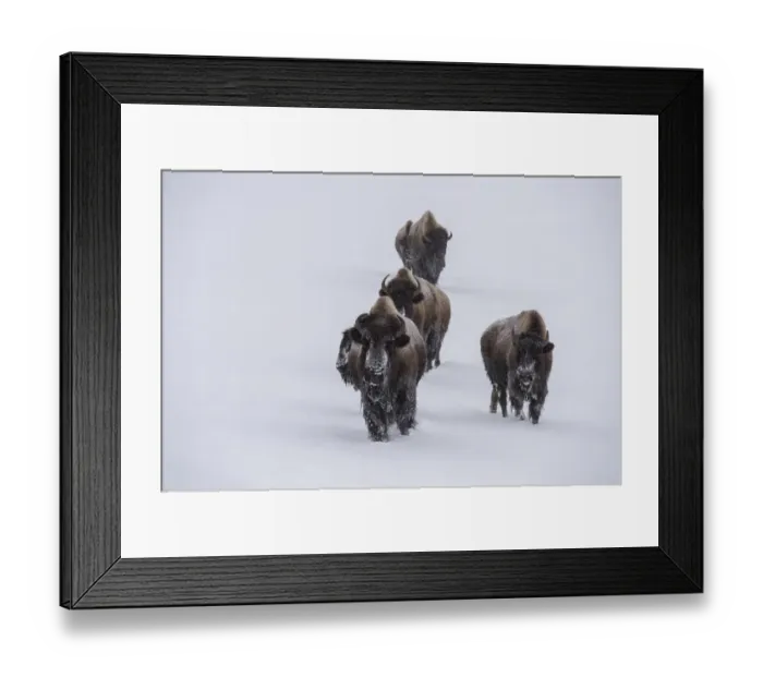 Framed Print : USA, Wyoming, Yellowstone National Park. Bison herd in the snow Framed Print : USA, Wyoming, Yellowstone National Park. Bison herd in the snow