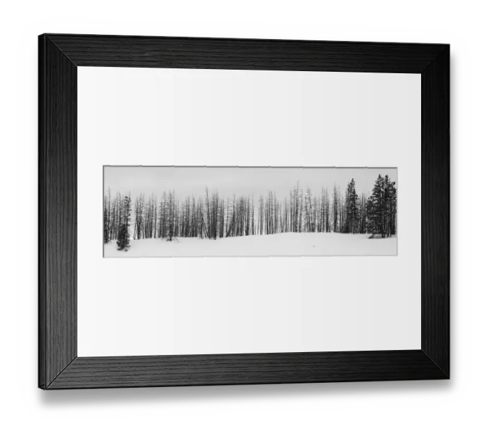 Framed Print : USA, Wyoming, Yellowstone National Park. Winter line of trees Framed Print : USA, Wyoming, Yellowstone National Park. Winter line of trees