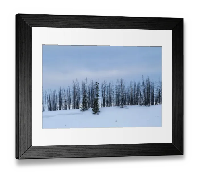 Framed Print : USA, Wyoming, Yellowstone National Park. Winter line of trees Framed Print : USA, Wyoming, Yellowstone National Park. Winter line of trees