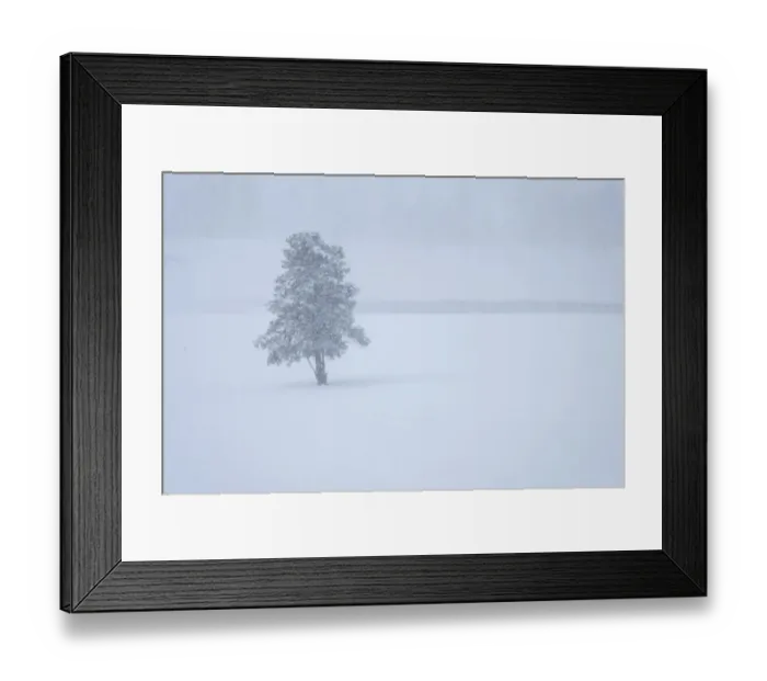 Framed Print : Lone tree Framed Print : Lone tree