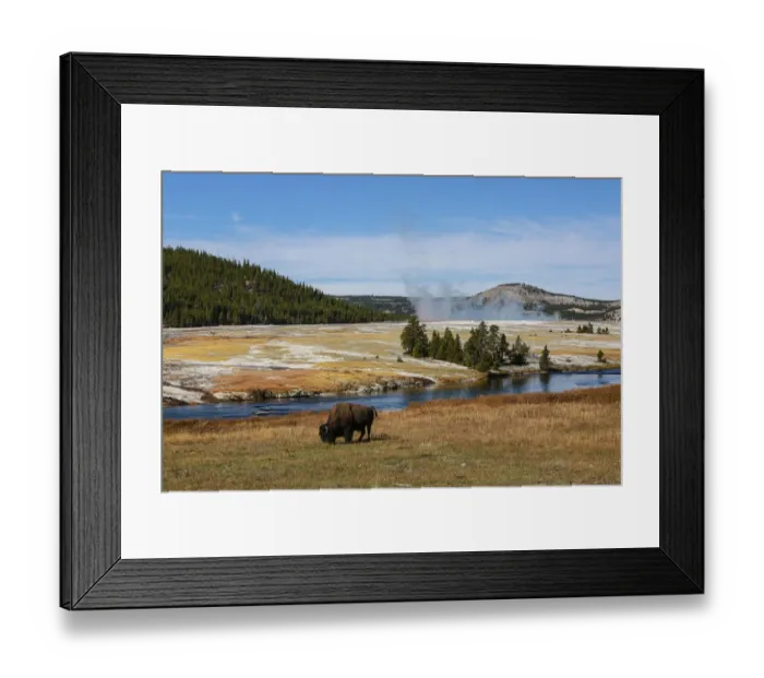 Framed Print : Yellowstone National Park, USA, Wyoming. Buffalo and Old Faithful Framed Print : Yellowstone National Park, USA, Wyoming. Buffalo and Old Faithful