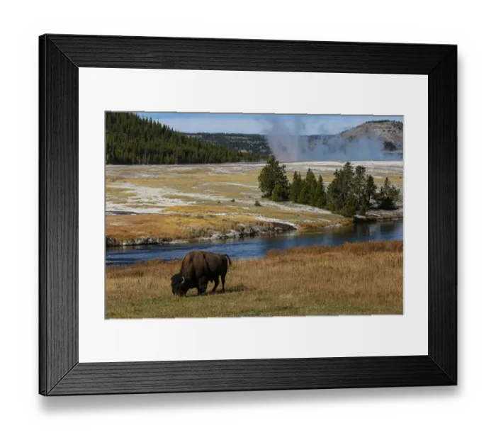 Framed Print : Yellowstone National Park, USA, Wyoming. Buffalo and Old Faithful Framed Print : Yellowstone National Park, USA, Wyoming. Buffalo and Old Faithful