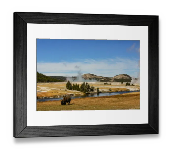 Framed Print : Yellowstone National Park, USA, Bison, buffalo, Steam, Old Faithful, Yellowstone River Framed Print : Yellowstone National Park, USA, Bison, buffalo, Steam, Old Faithful, Yellowstone River