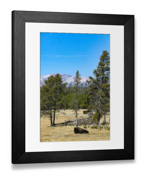 Framed Print : Yellowstone National Park, Wyoming, USA. Buffalo