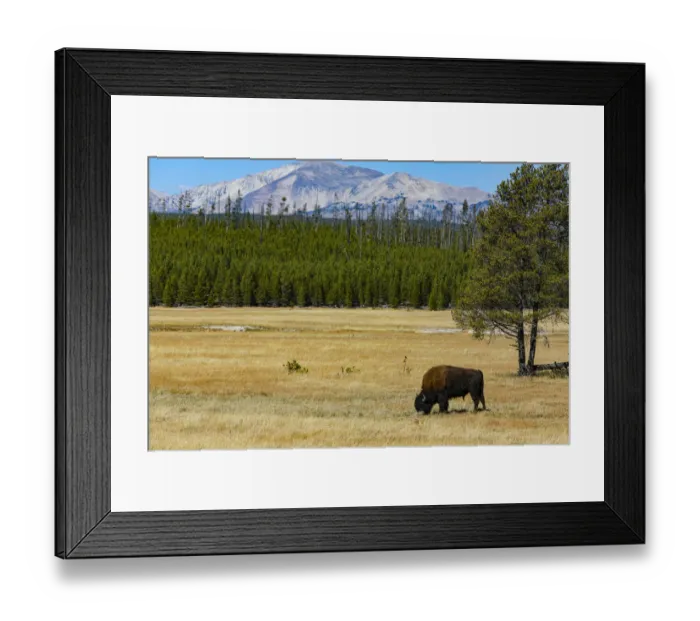 Framed Print : Yellowstone National Park, Wyoming, USA. Buffalo Framed Print : Yellowstone National Park, Wyoming, USA. Buffalo