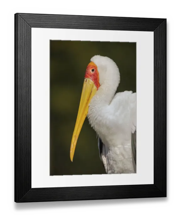 Framed Print : Yellow-billed stork, Masai Mara, Kenya, Africa Framed Print : Yellow-billed stork, Masai Mara, Kenya, Africa