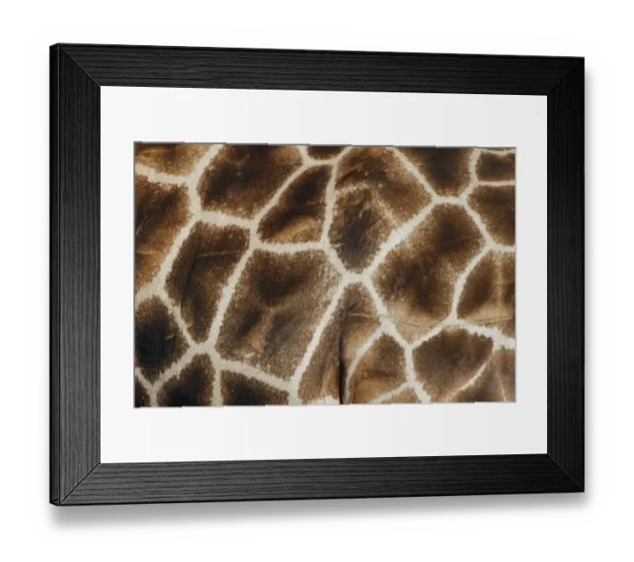 Framed Print : Reticulated giraffe. Masai Mara, Kenya, Africa Framed Print : Reticulated giraffe. Masai Mara, Kenya, Africa
