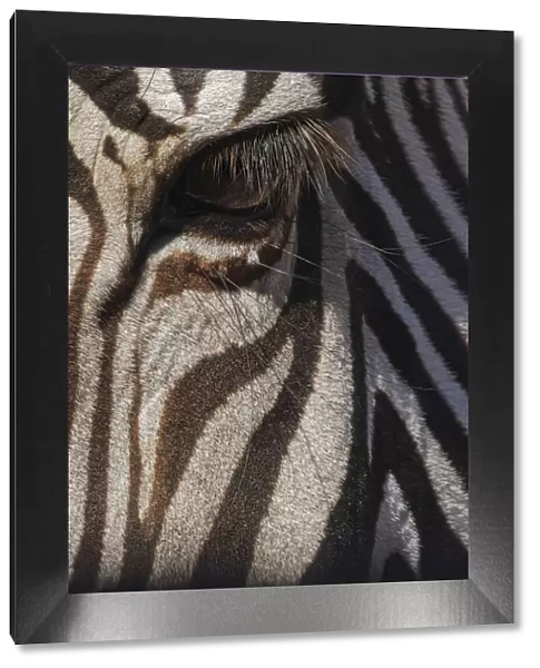 Burchells Zebra close-up. Masai Mara, Kenya, Africa