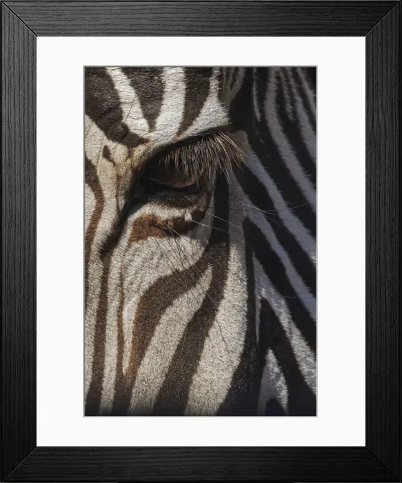 Framed Print : Burchells Zebra close-up. Masai Mara, Kenya, Africa Framed Print : Burchells Zebra close-up. Masai Mara, Kenya, Africa