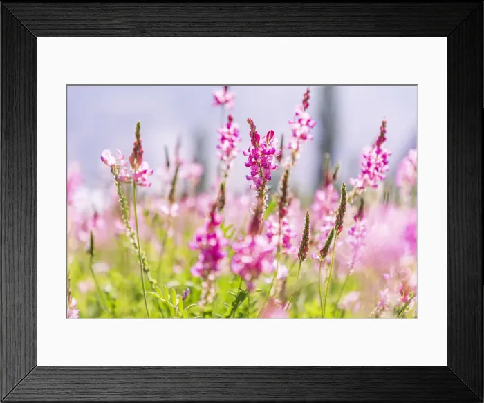 Framed Print : Sarytag, Sughd Province, Tajikistan. Field of pink wildflowers in sunshine Framed Print : Sarytag, Sughd Province, Tajikistan. Field of pink wildflowers in sunshine