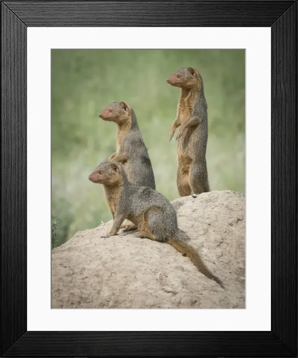 Framed Print : Africa, Tanzania. A family of pygmy mongoose keeps vigil from atop an ant hill in the Serengeti