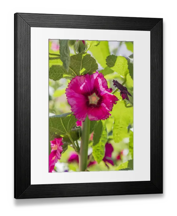 Framed Print : Sarytag, Sughd Province, Tajikistan. Hollyhock blossoms in the mountains of Tajikistan Framed Print : Sarytag, Sughd Province, Tajikistan. Hollyhock blossoms in the mountains of Tajikistan